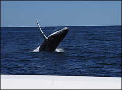 whale07212012-dsc01253.jpg