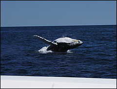 whale07212012-dsc01254.jpg