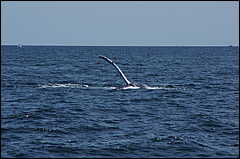 whale07212012-dsc01276.jpg