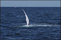 whale07212012-dsc01279.jpg