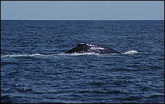 whale07212012-dsc01284.jpg