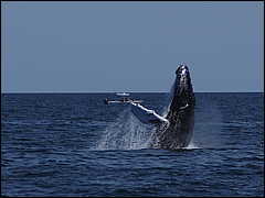 whale07212012-dsc01315.jpg