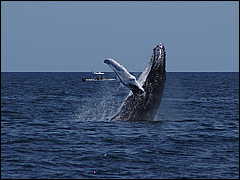 whale07212012-dsc01316.jpg