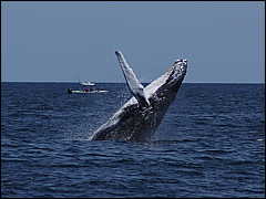 whale07212012-dsc01317.jpg