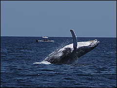 whale07212012-dsc01318.jpg