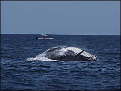 whale07212012-dsc01319.jpg