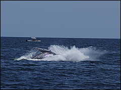 whale07212012-dsc01320.jpg