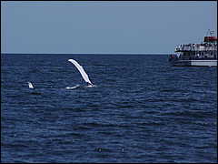 whale07212012-dsc01330.jpg