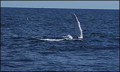whale07212012-dsc01357.jpg