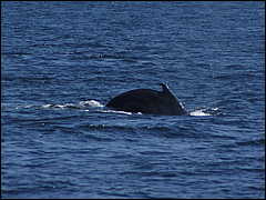 whale07212012-dsc01364.jpg