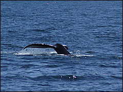 whale07212012-dsc01367.jpg